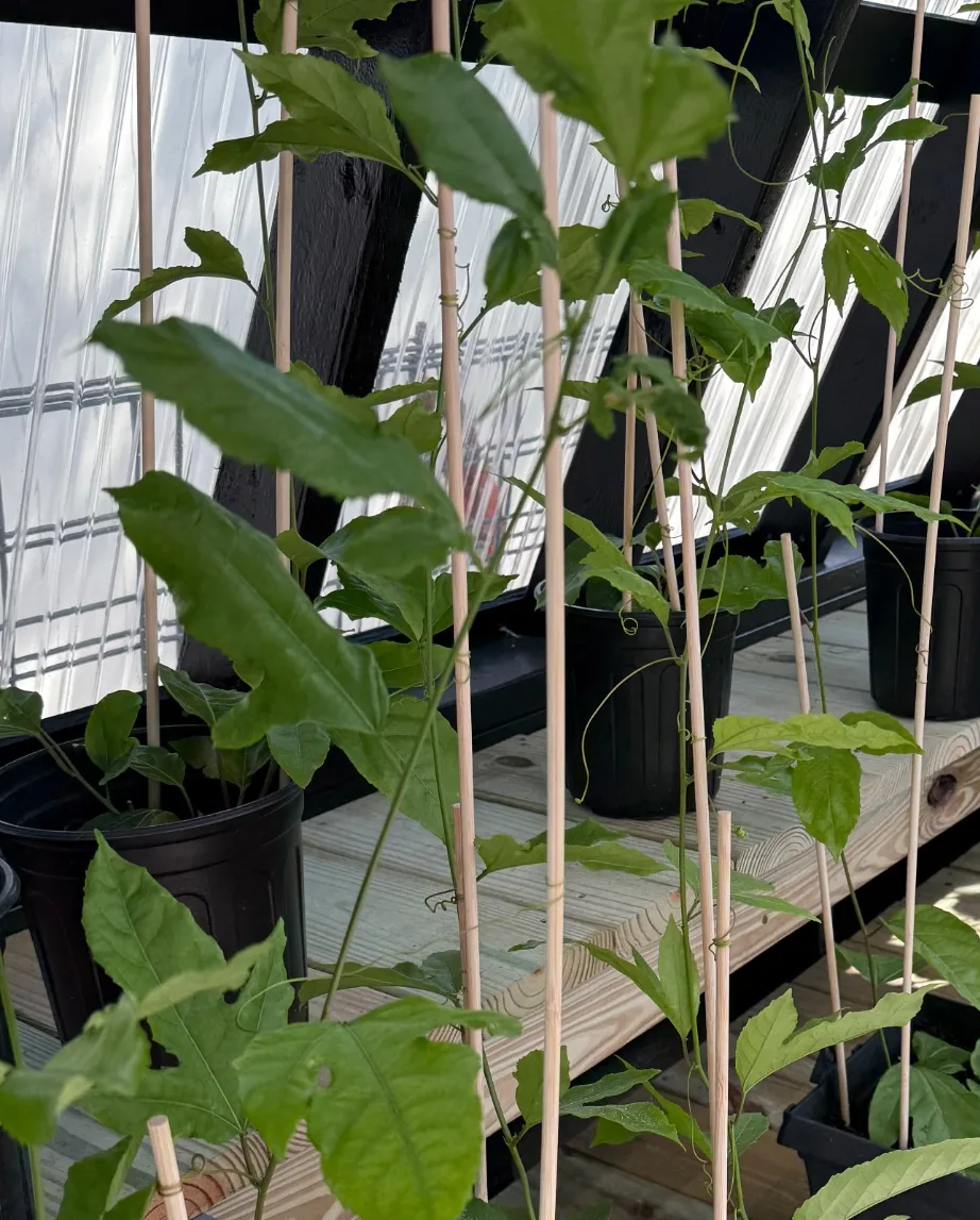 Close-up of passion fruit leaves beside bamboo support stakes to separate similar greenhouse views