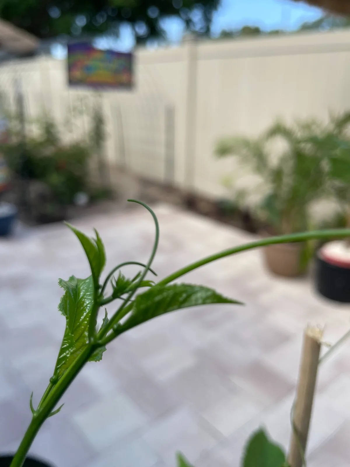 Fresh passion fruit vine tip with tendril and new leaves ready to climb