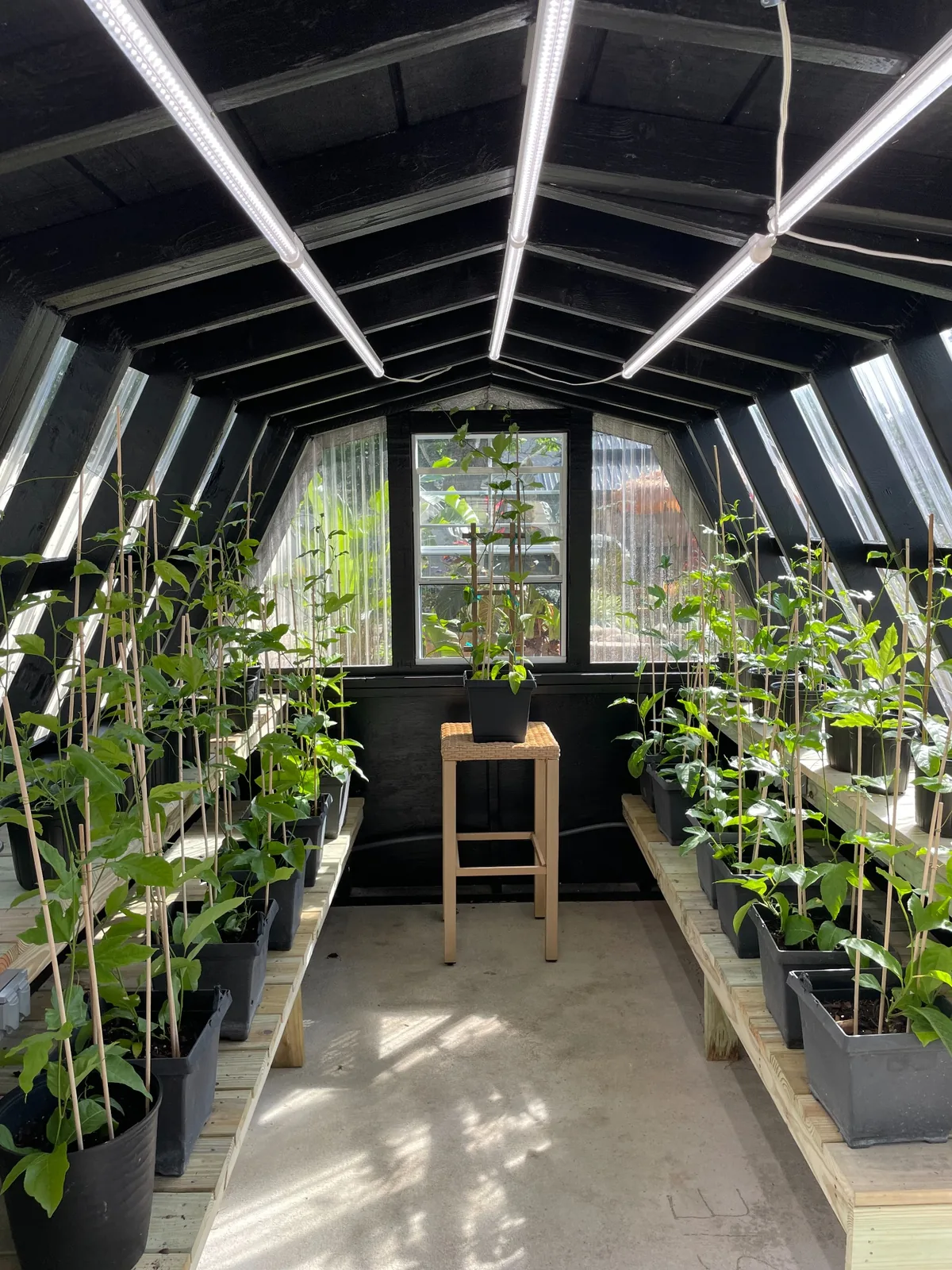 Greenhouse aisle with larger potted passion fruit plant examples on both benches