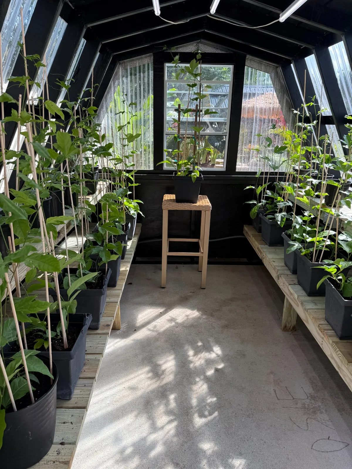 Greenhouse-grown passion fruit plants at John’s Passion Fruit Express
