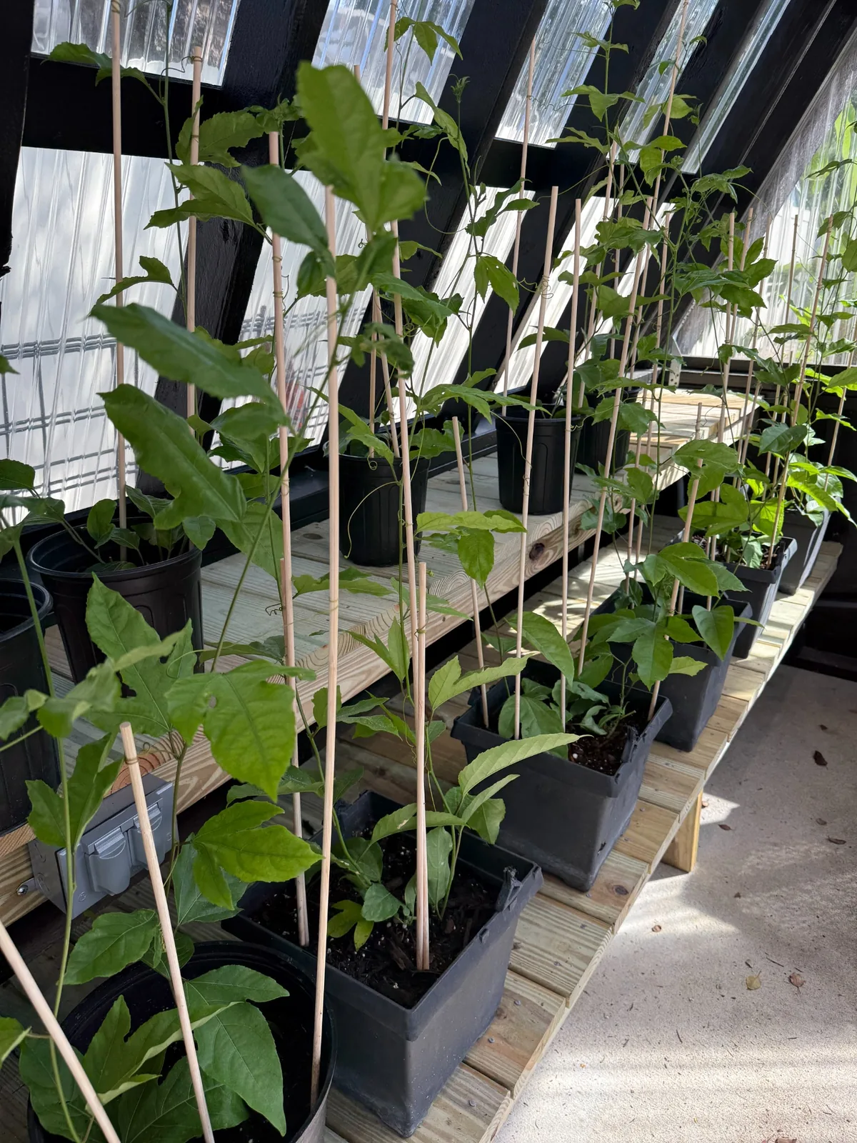 Side greenhouse bench showing taller passion fruit vine plants trained on bamboo stakes