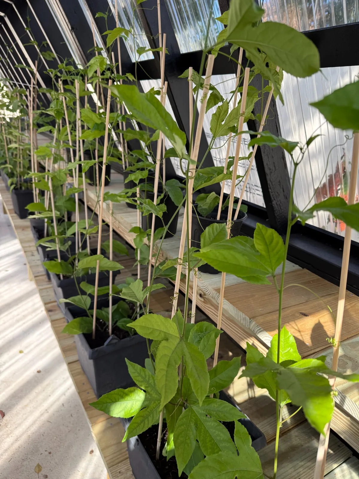 Trellis-ready passion fruit plants in black pots with bamboo support stakes