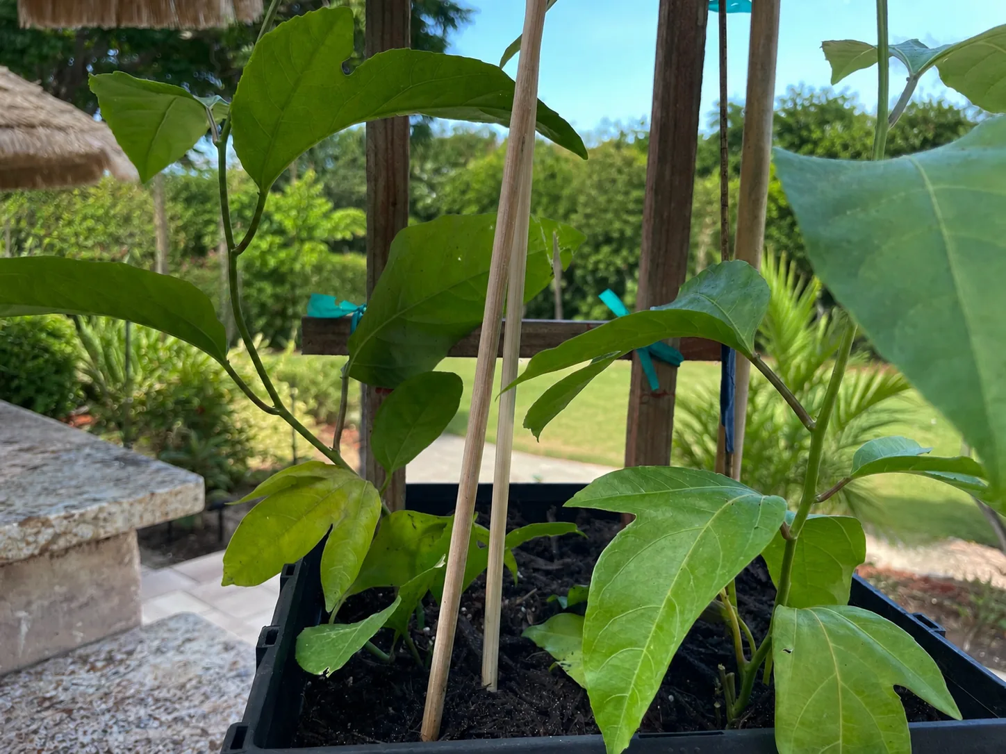 Close view of an established passion fruit plant example growing with support stakes