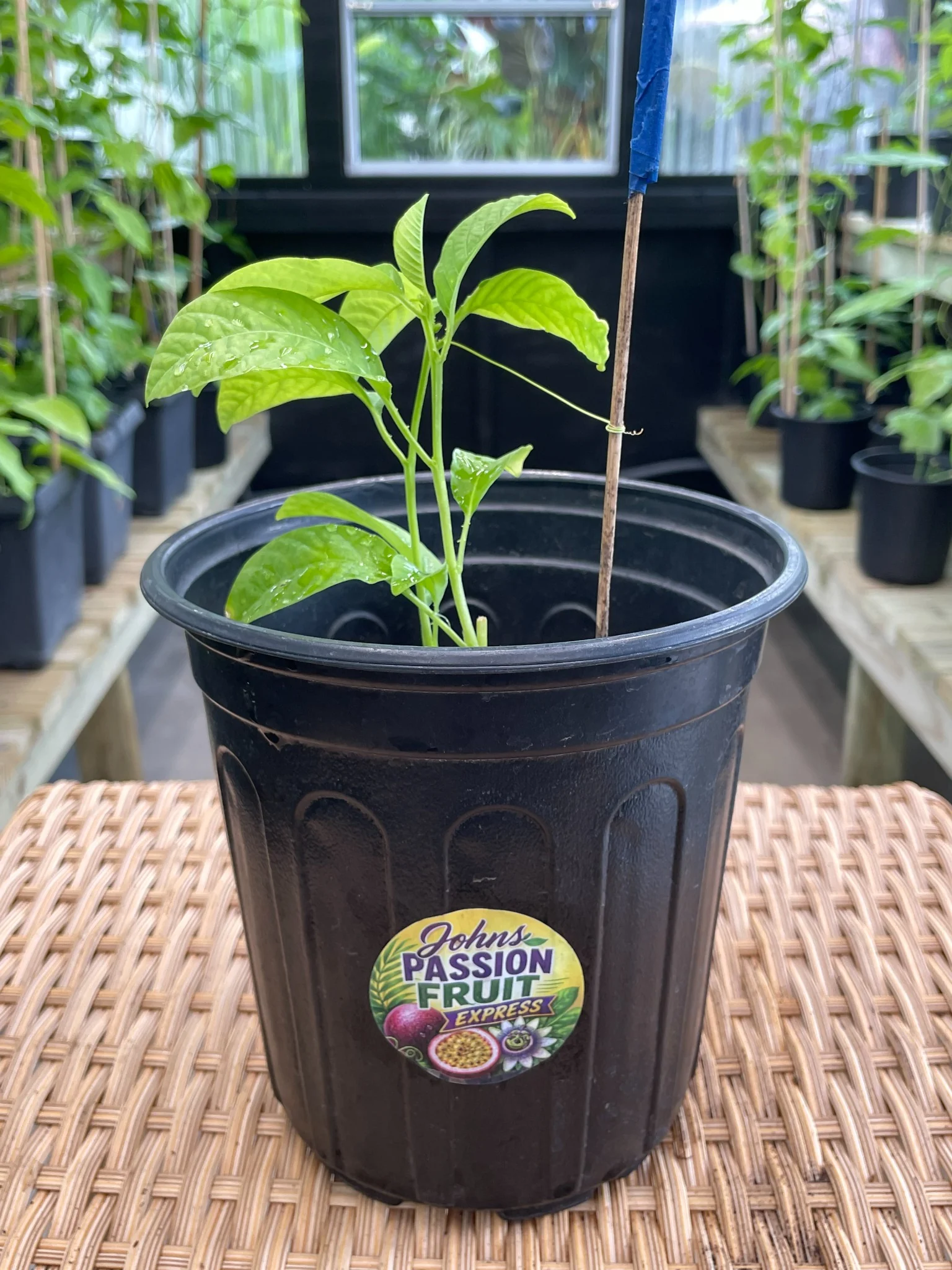 Real Giant Granadilla one-gallon plant