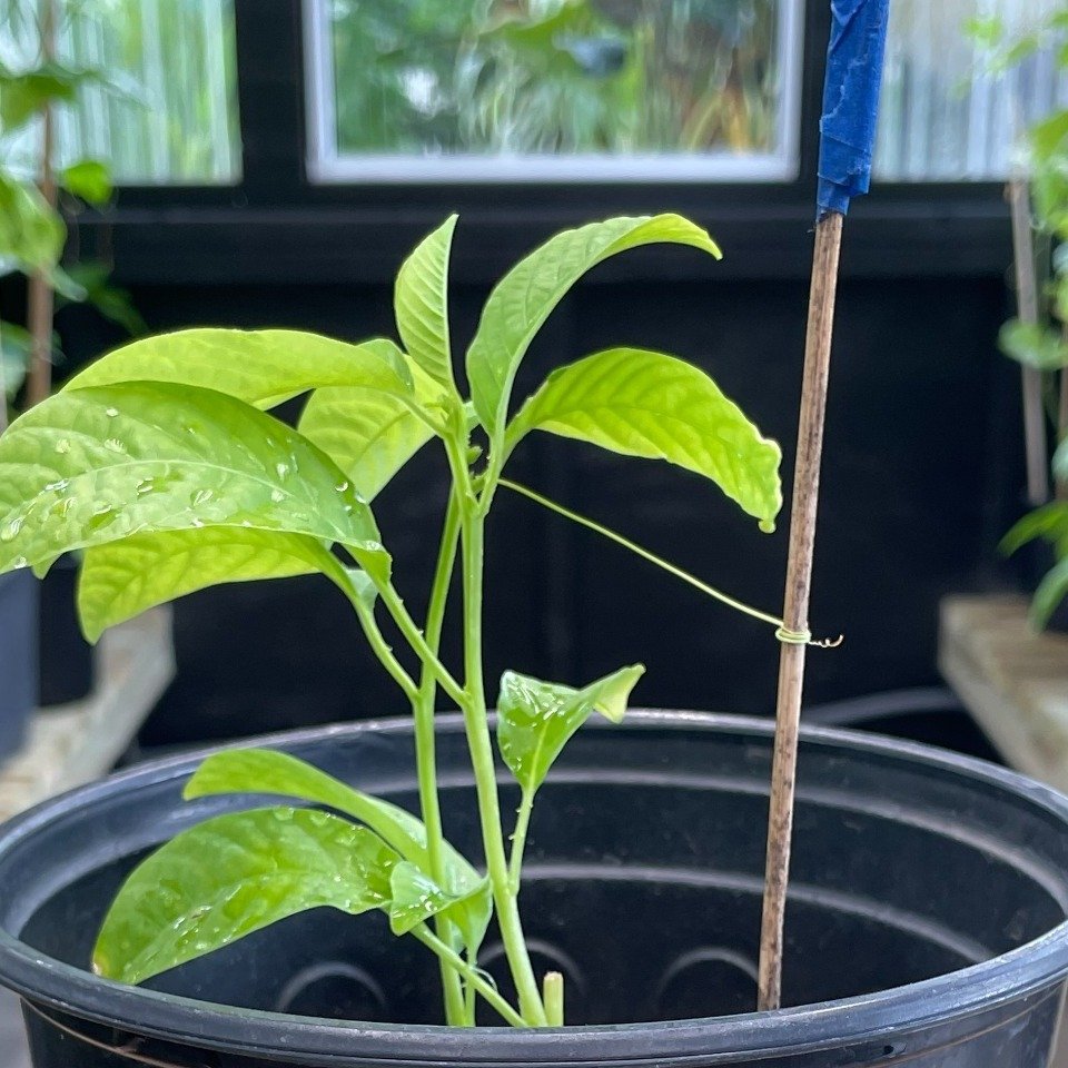 Healthy growth on the real Giant Granadilla one-gallon plant