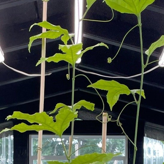 Healthy green passion fruit leaves showing leaf shape and veins