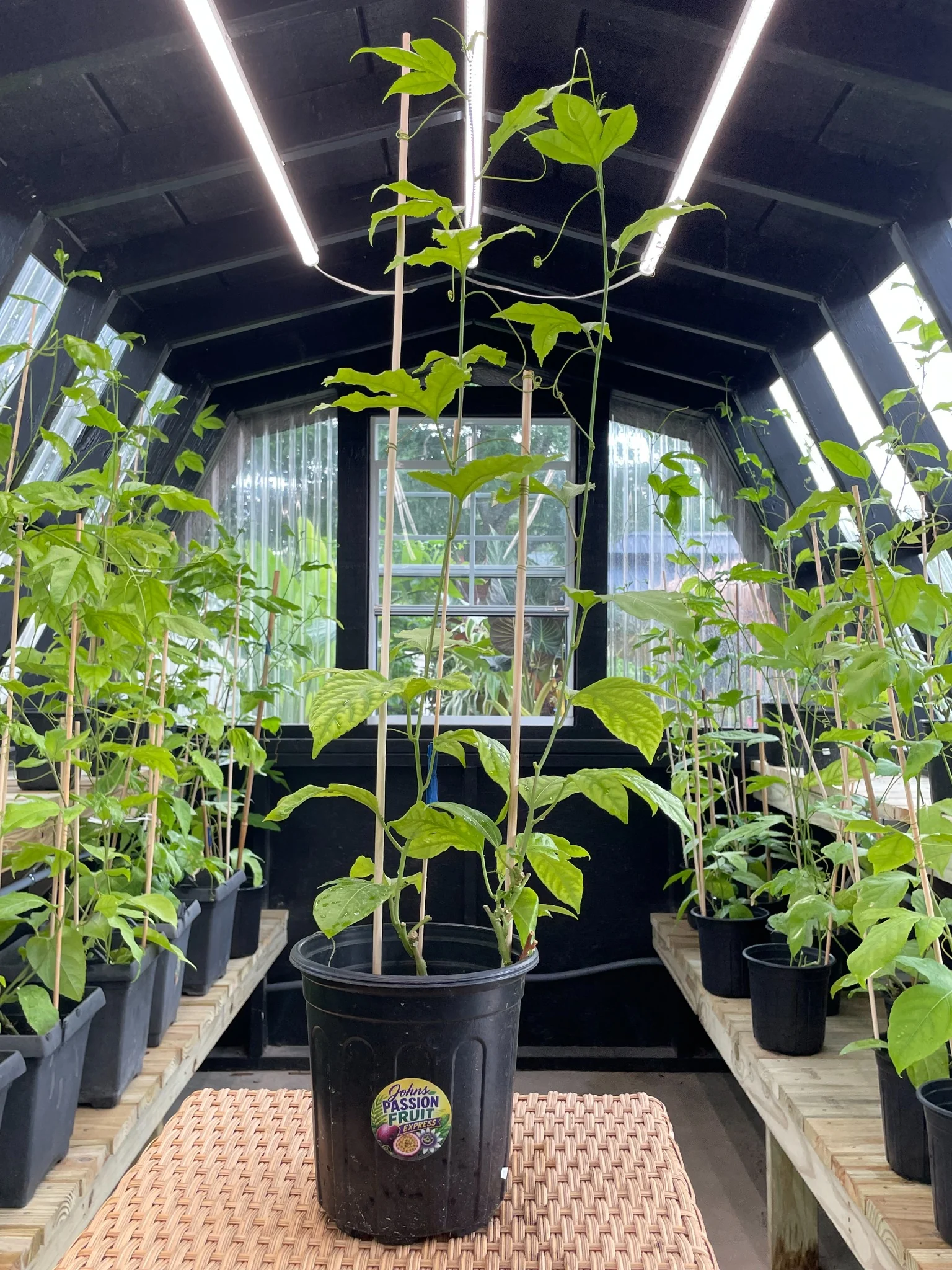 One-gallon passion fruit plant grown in our greenhouses