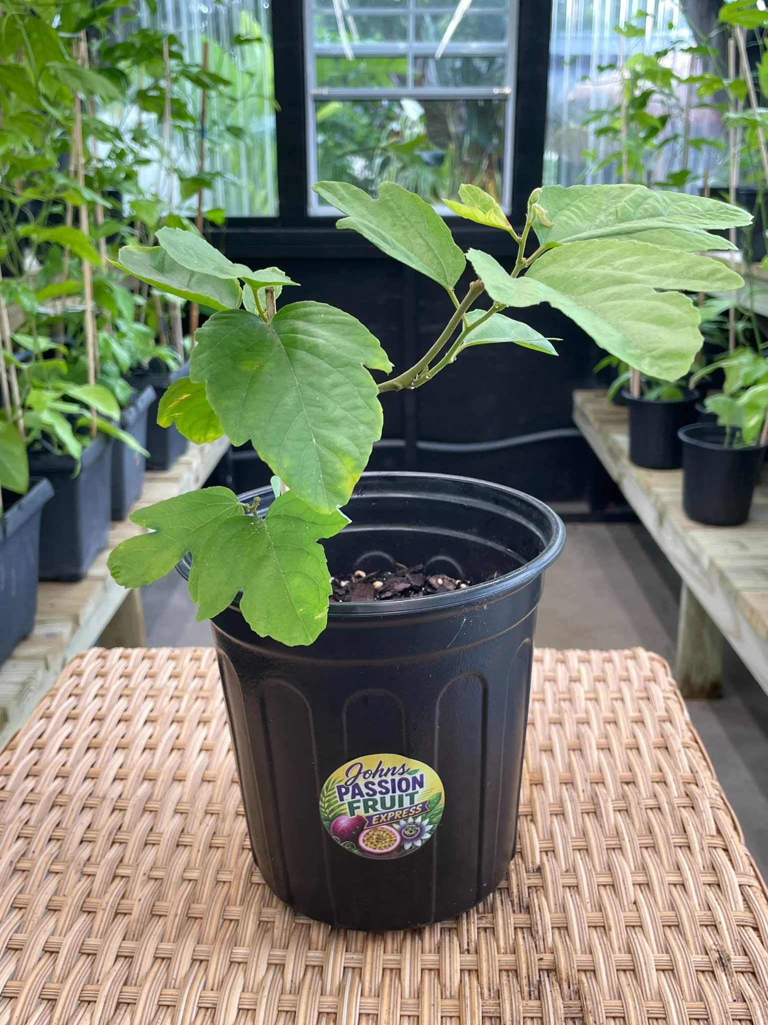 Real Red Passion Fruit plant