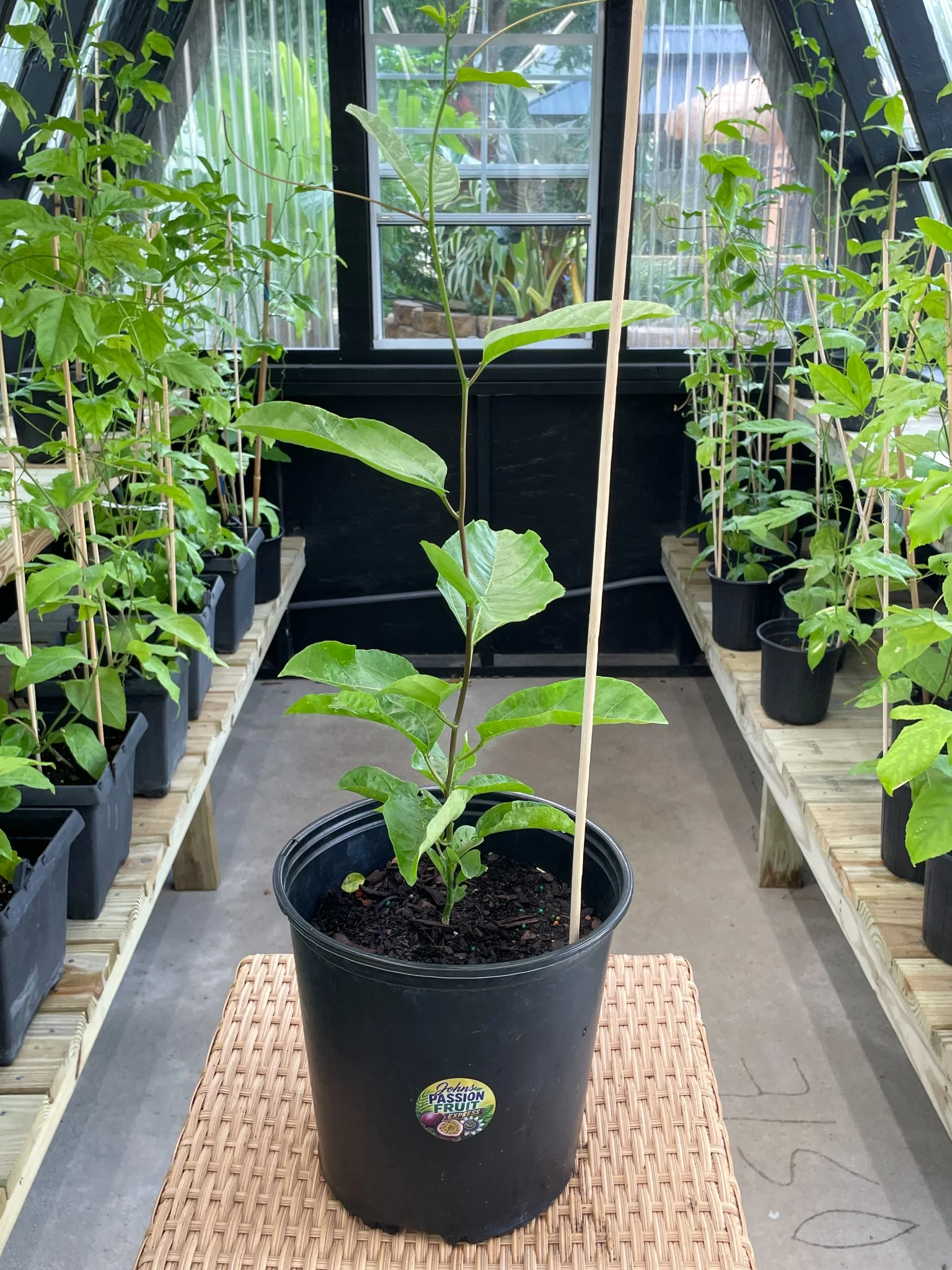 Real Yellow Passion Fruit plant