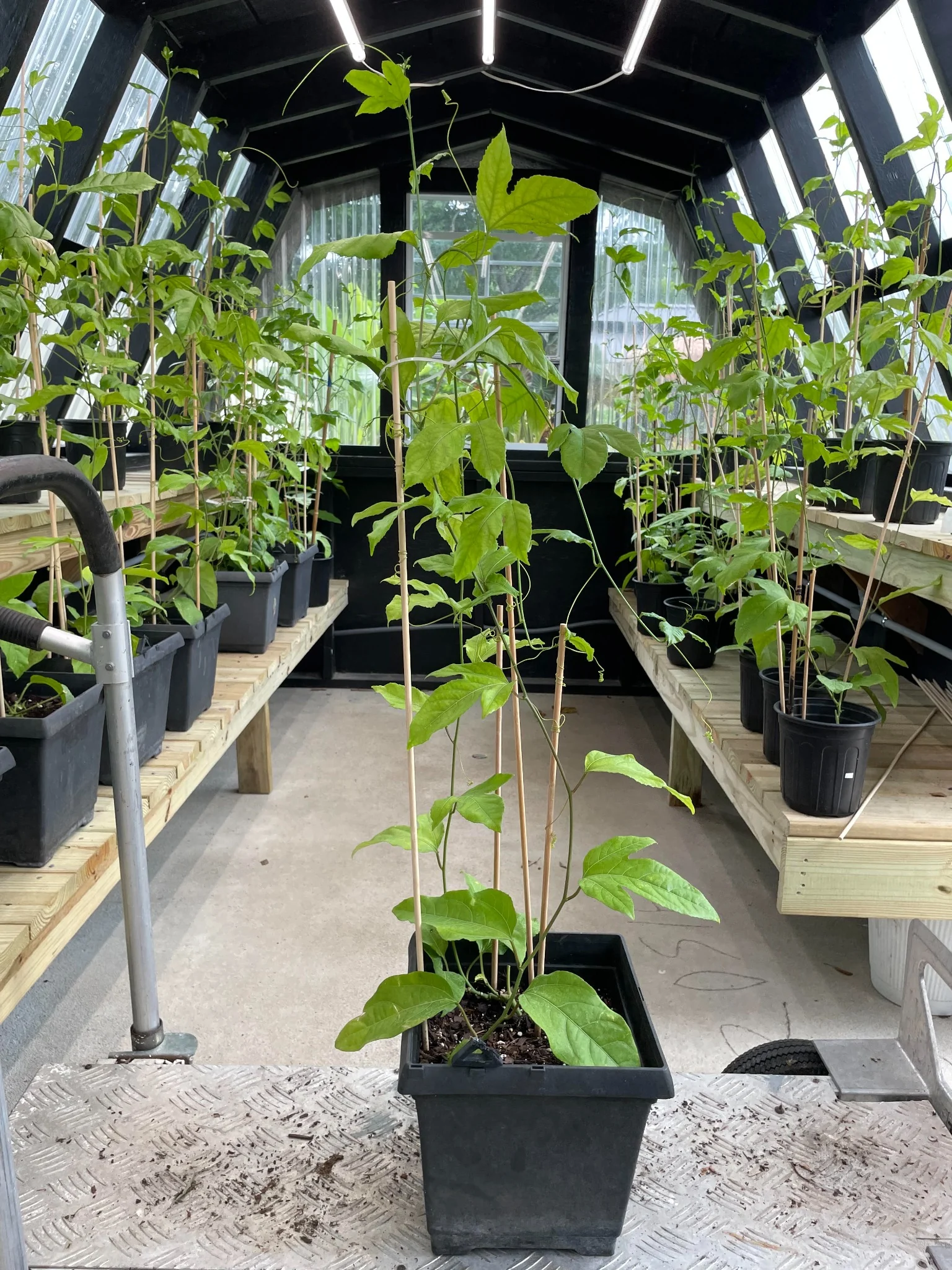 Three-gallon established passion fruit plant from our greenhouses