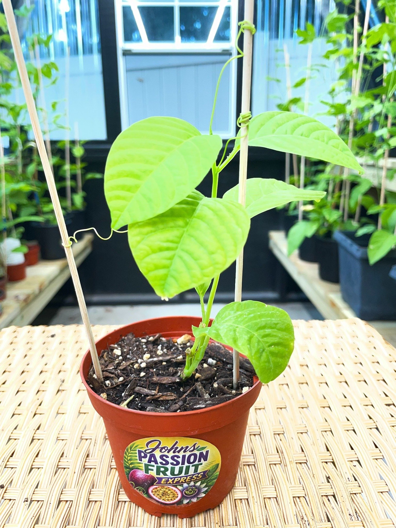 Real Giant Granadilla starter plant in a 4-inch nursery pot