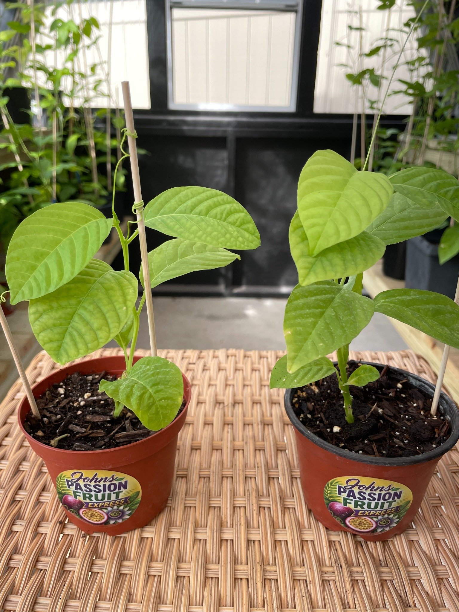 Two real Giant Granadilla starter plants in 4-inch nursery pots