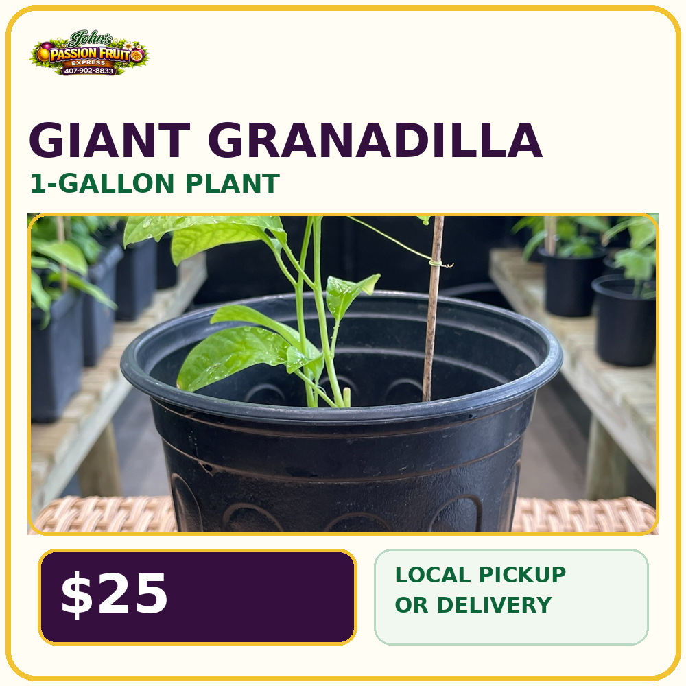 Giant Granadilla one-gallon plant for $25
