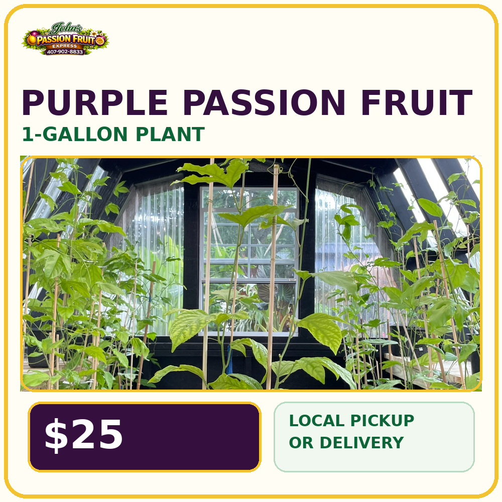 Purple Passion Fruit one-gallon plant for $25