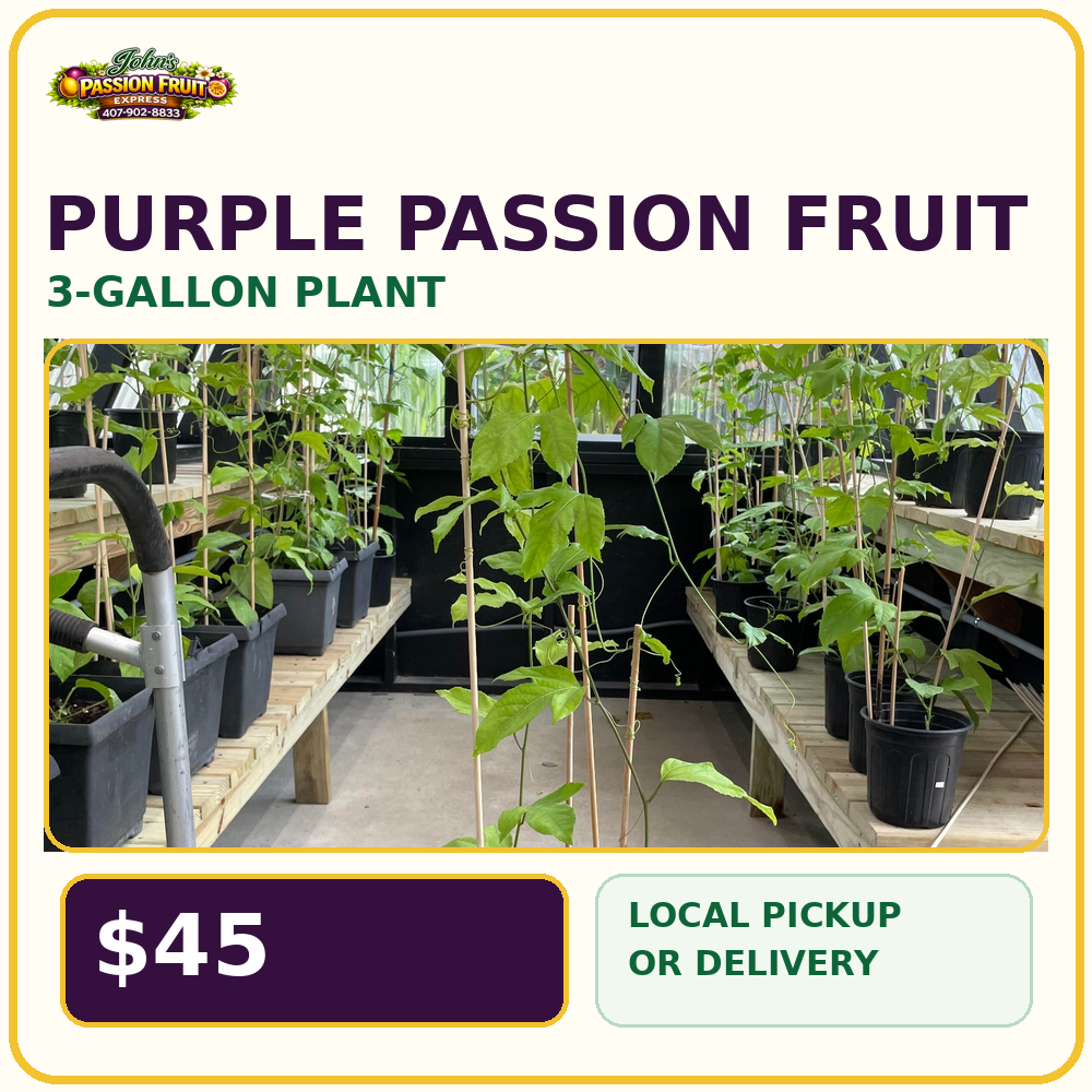 Established Purple Passion Fruit three-gallon plant for $45