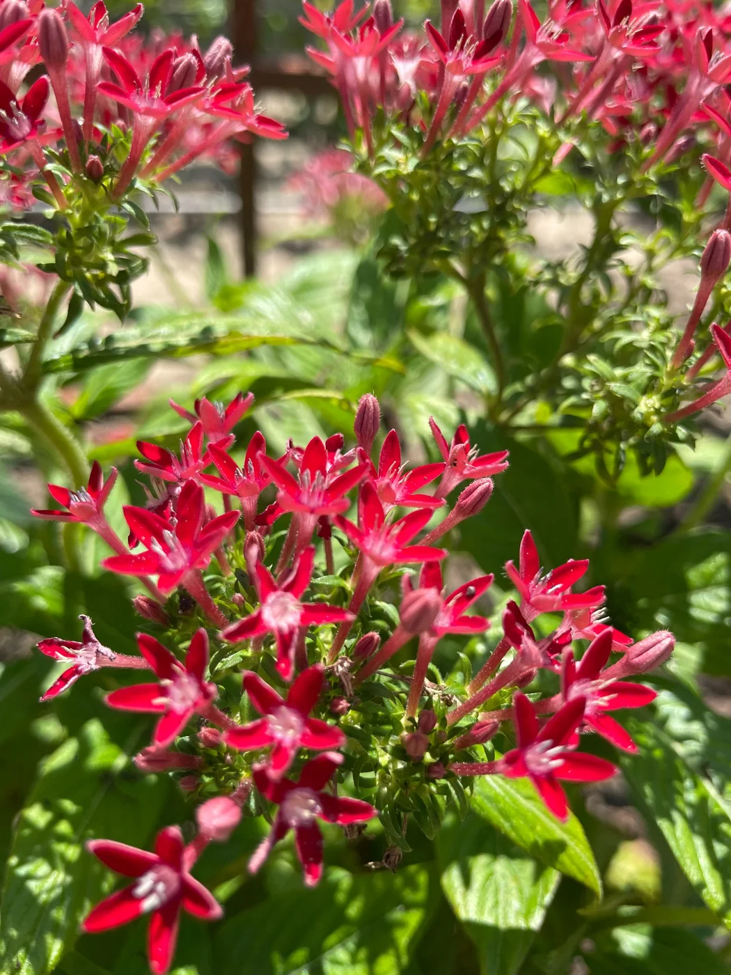 Close view of red pentas flowers growing in the John’s Passion Fruit Express pollinator garden