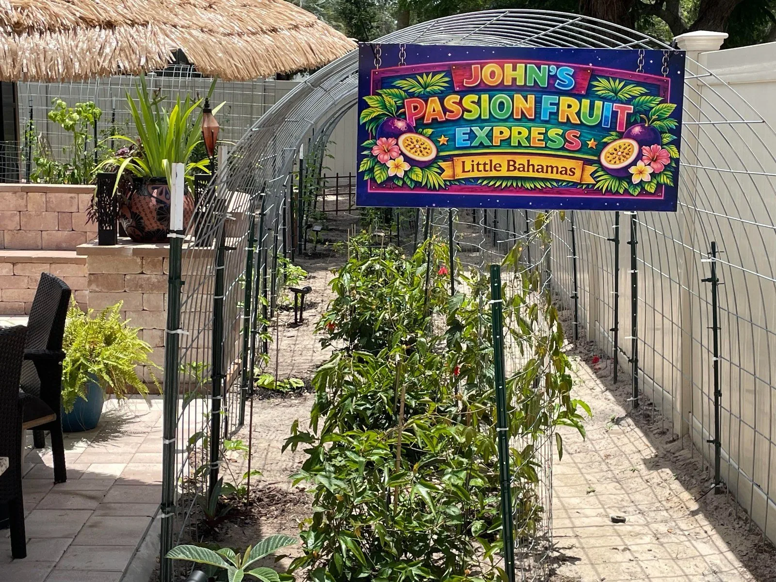Mature passion fruit vine growth example on trellis support in Central Florida