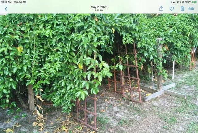 Passion fruit vine story video thumbnail showing healthy established plant growth