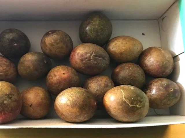 After trained passion fruit vine support