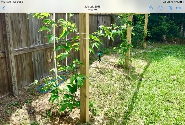 Before passion fruit vine setup