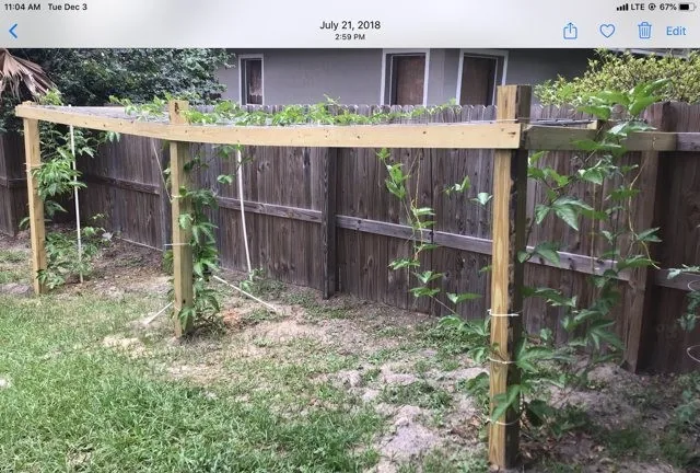 Before passion fruit support structure