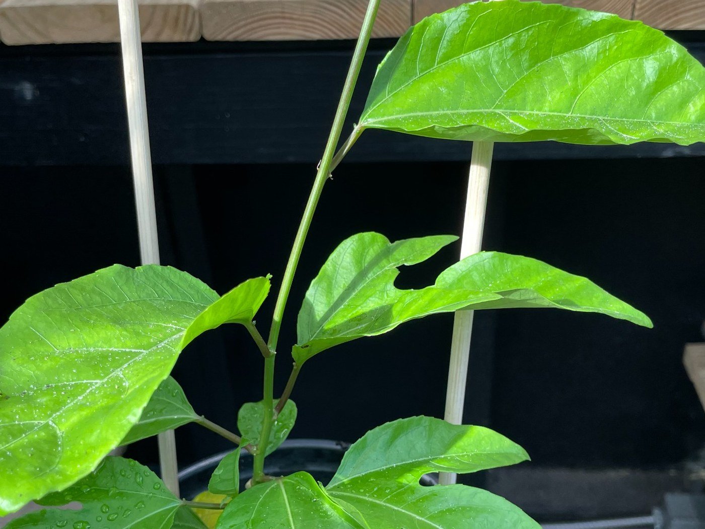 Fresh purple passion fruit vine leaf growth in Central Florida