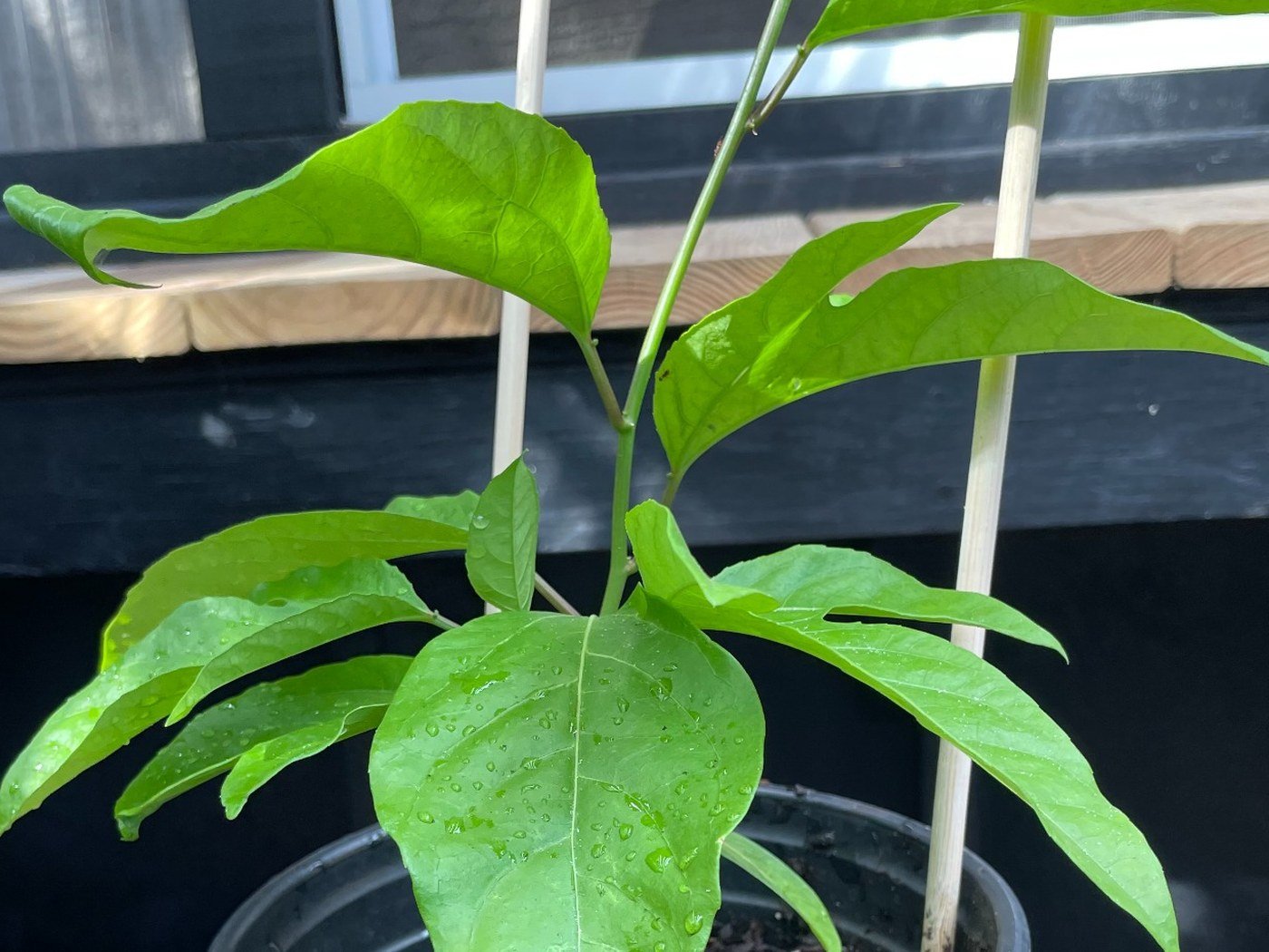 Greenhouse-grown passion fruit plant in a nursery pot