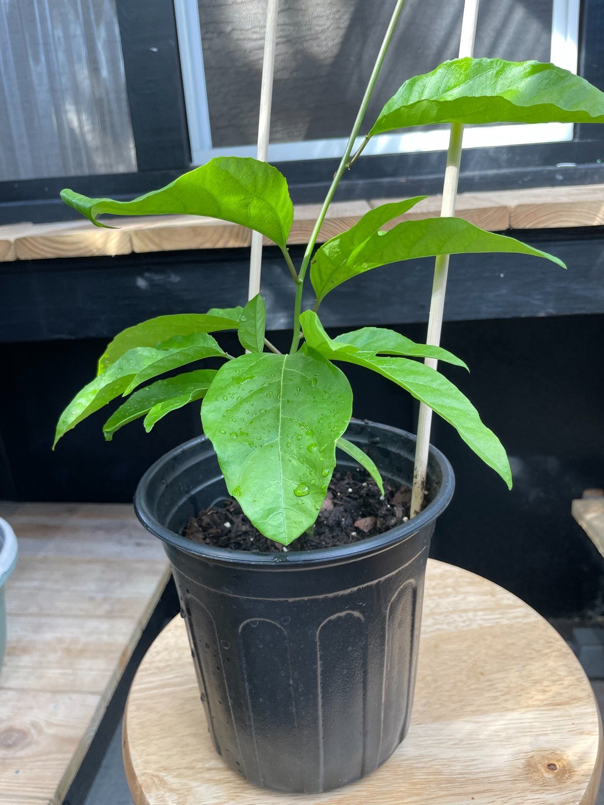 Healthy potted purple passion fruit vine showing the full plant and nursery pot