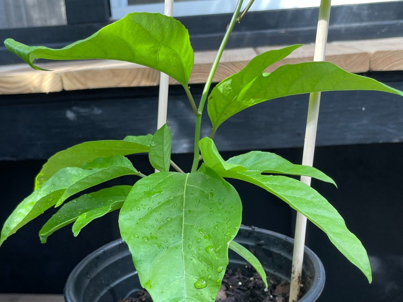 Greenhouse-grown potted passion fruit vine option for Orlando Florida customers