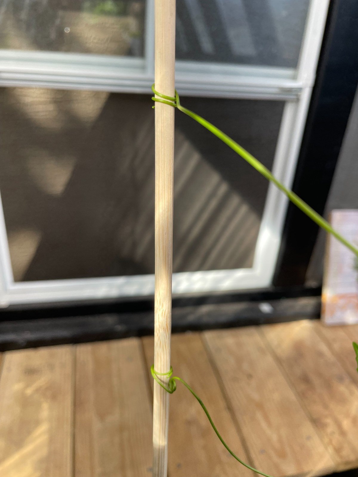 Passion fruit tendril wrapping around a support stake