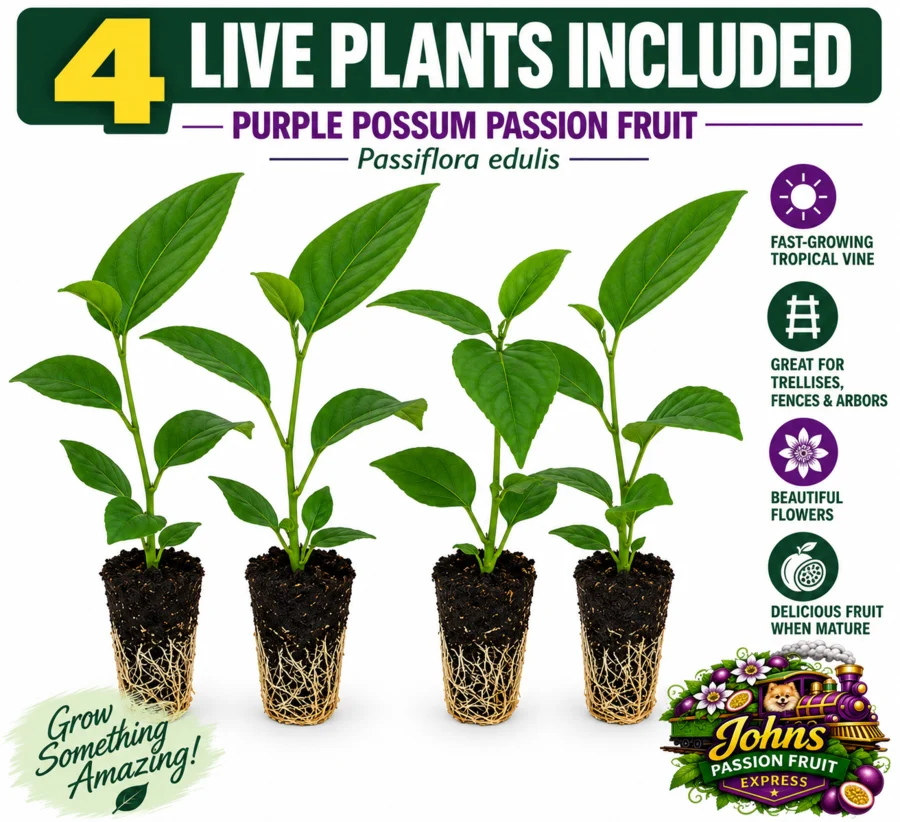 Four Purple Possum passion fruit starter plants available through Amazon