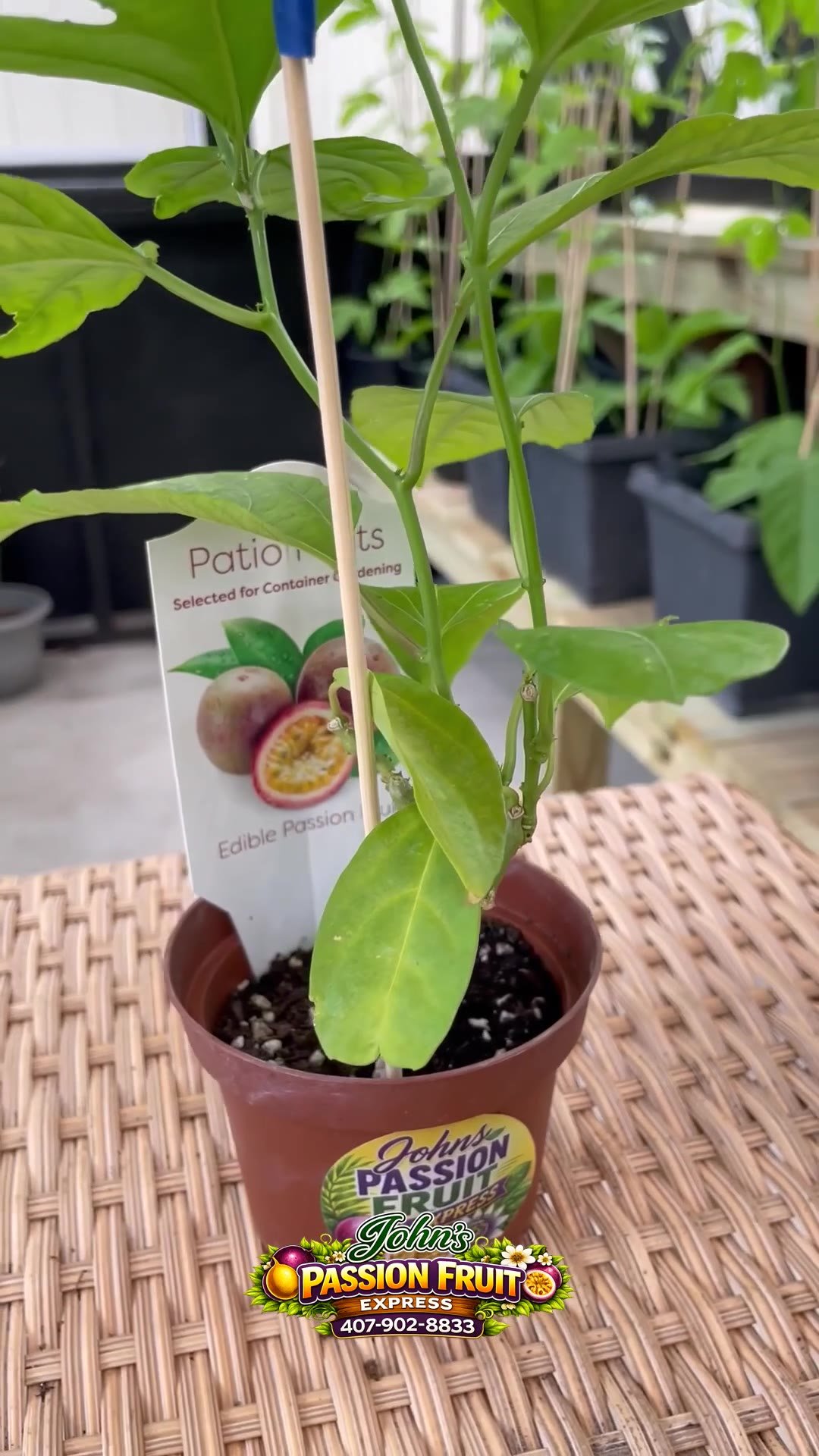 Passion fruit starter plants in the greenhouse