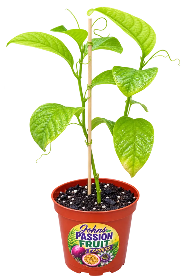 Giant Granadilla starter plant in a 4-inch nursery pot