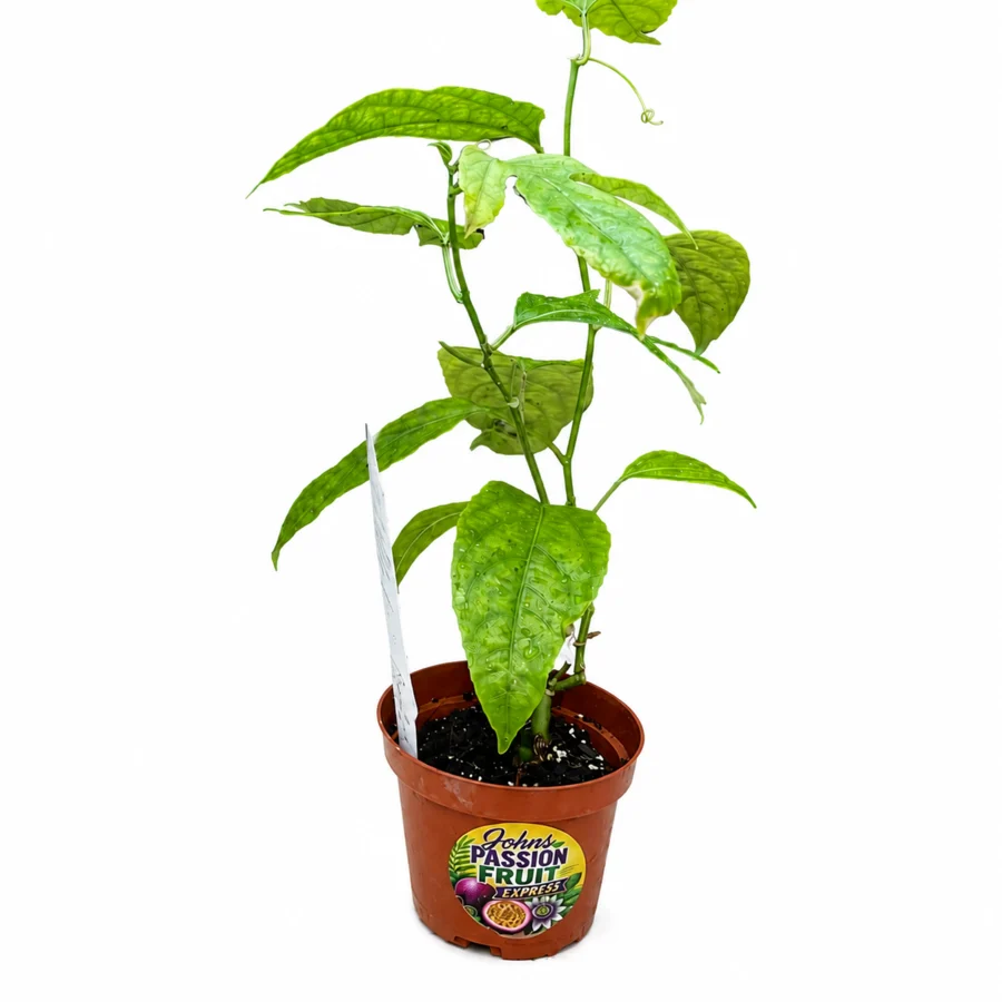 Purple Possum Passion Fruit starter plant in a 4-inch nursery pot