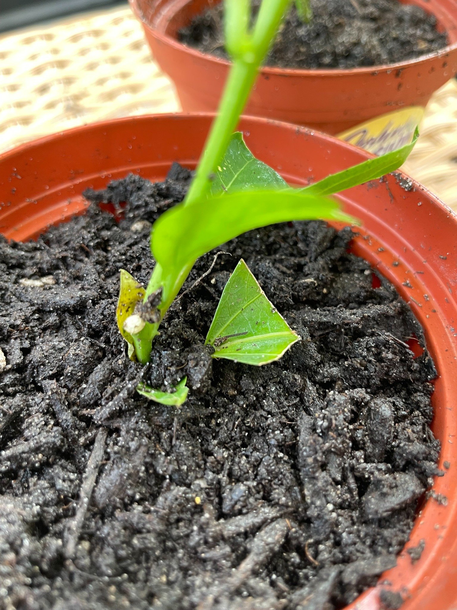 Close view of fresh growth at the base of a real starter plant