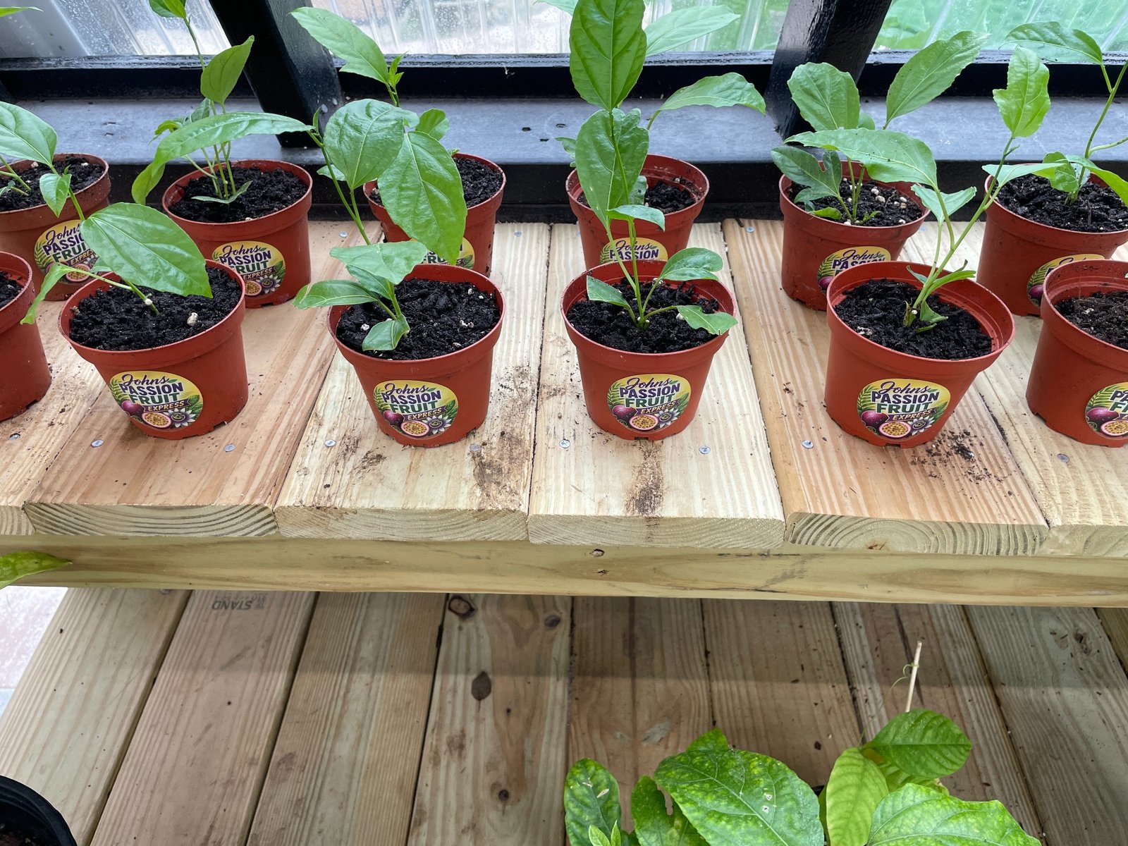 Real starter plants ready for local pickup in our greenhouse