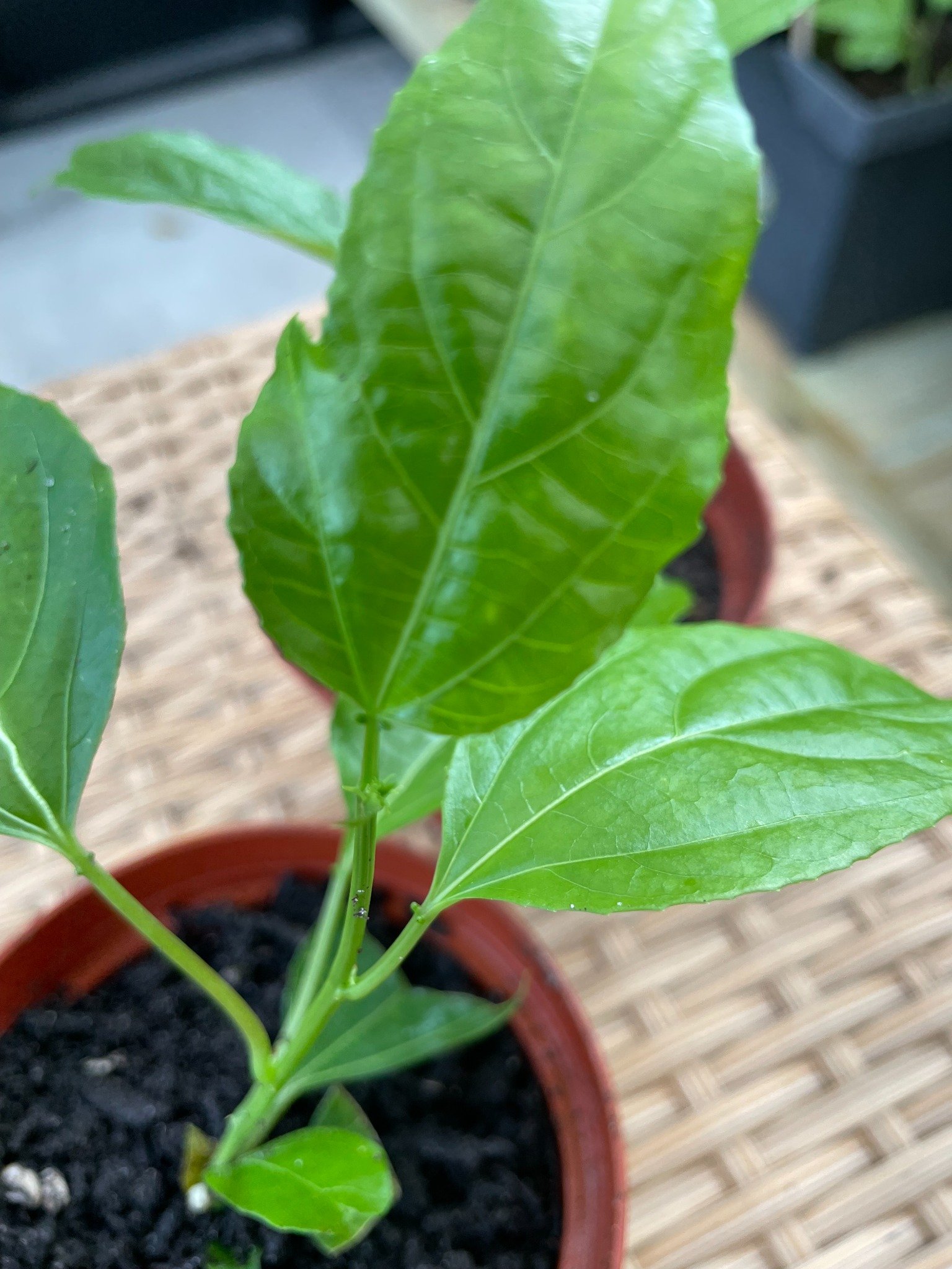 Healthy leaf growth on one of our real starter plants