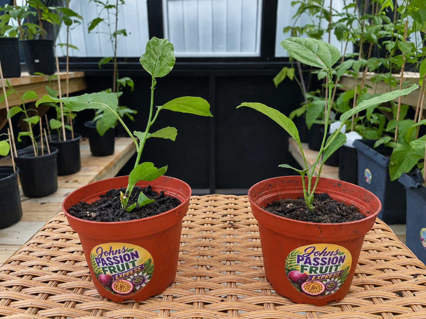 Two starter plants for $20 local pickup only