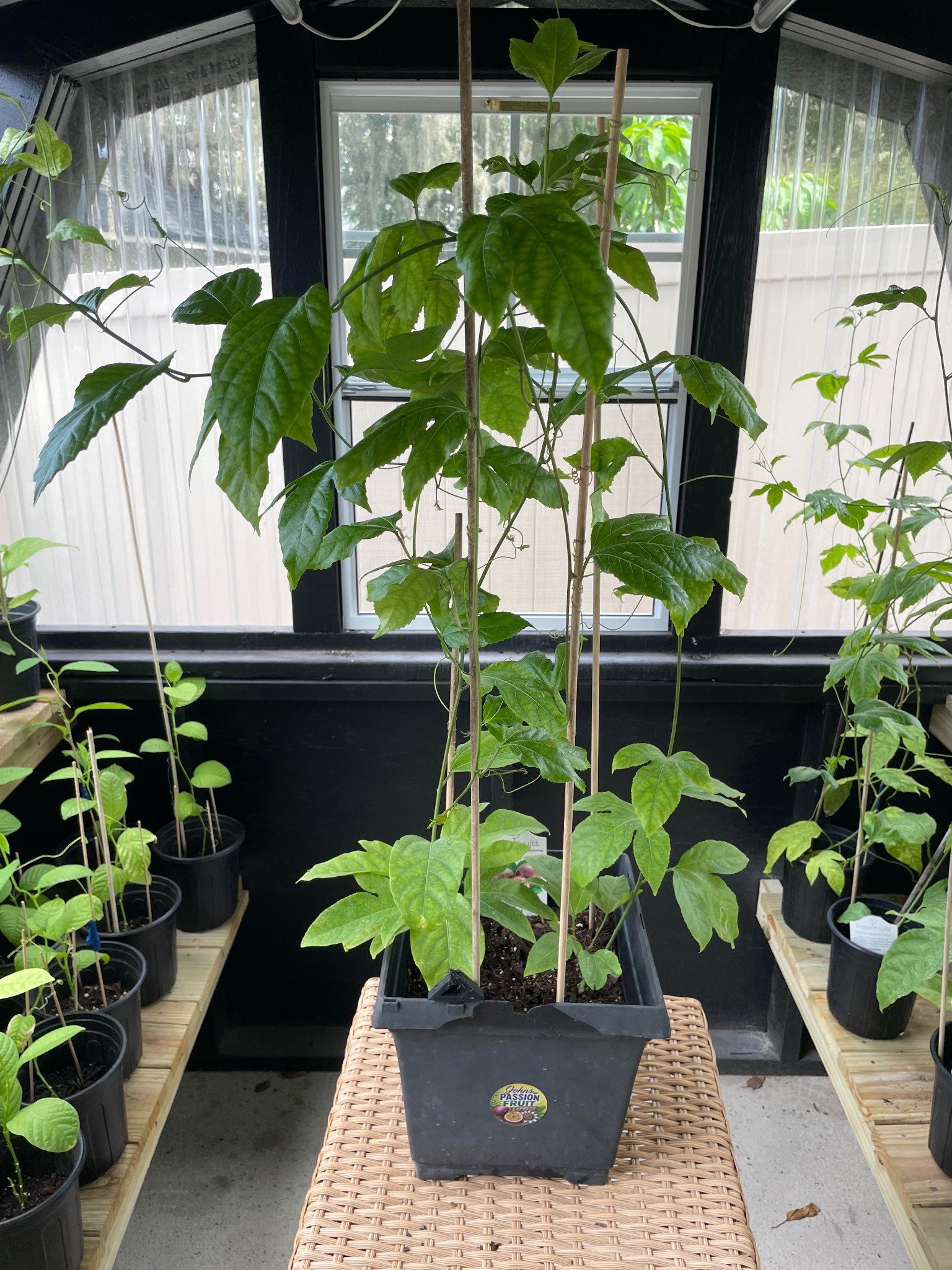Established purple passion fruit vine example showing the full plant and nursery pot