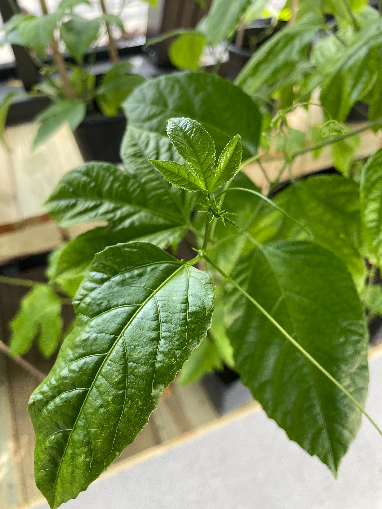 Healthy leaf detail from an established Purple Passion Fruit plant
