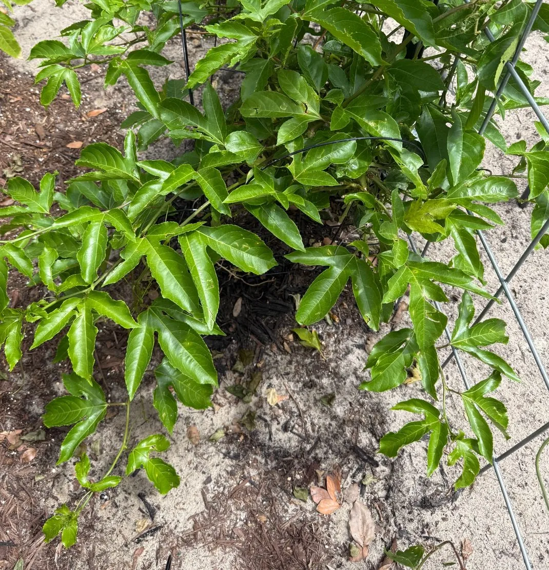Side-yard passion fruit vine spreading low near sandy soil and a wire fence line