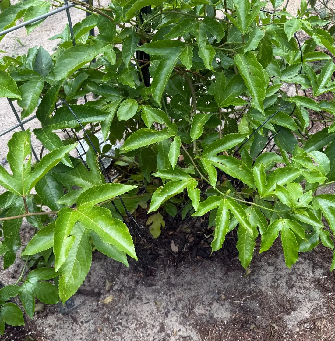 Close crop of thick passion fruit leaf growth forming a green cluster beside fence wire