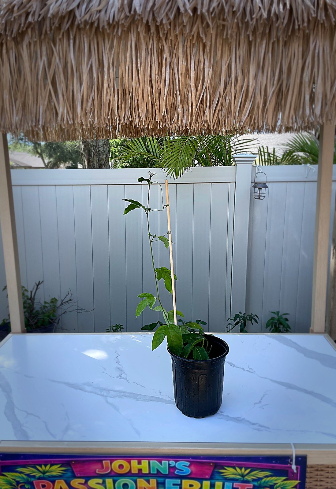 Greenhouse-grown purple passion fruit starter plant example showing the full plant from nursery pot to top growth