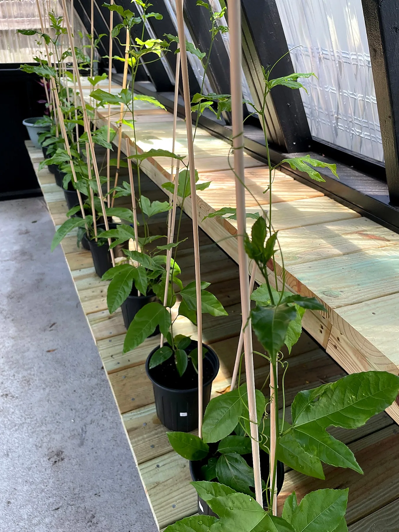 Potted purple passion fruit plants lined up in the greenhouse for sale in Central Florida