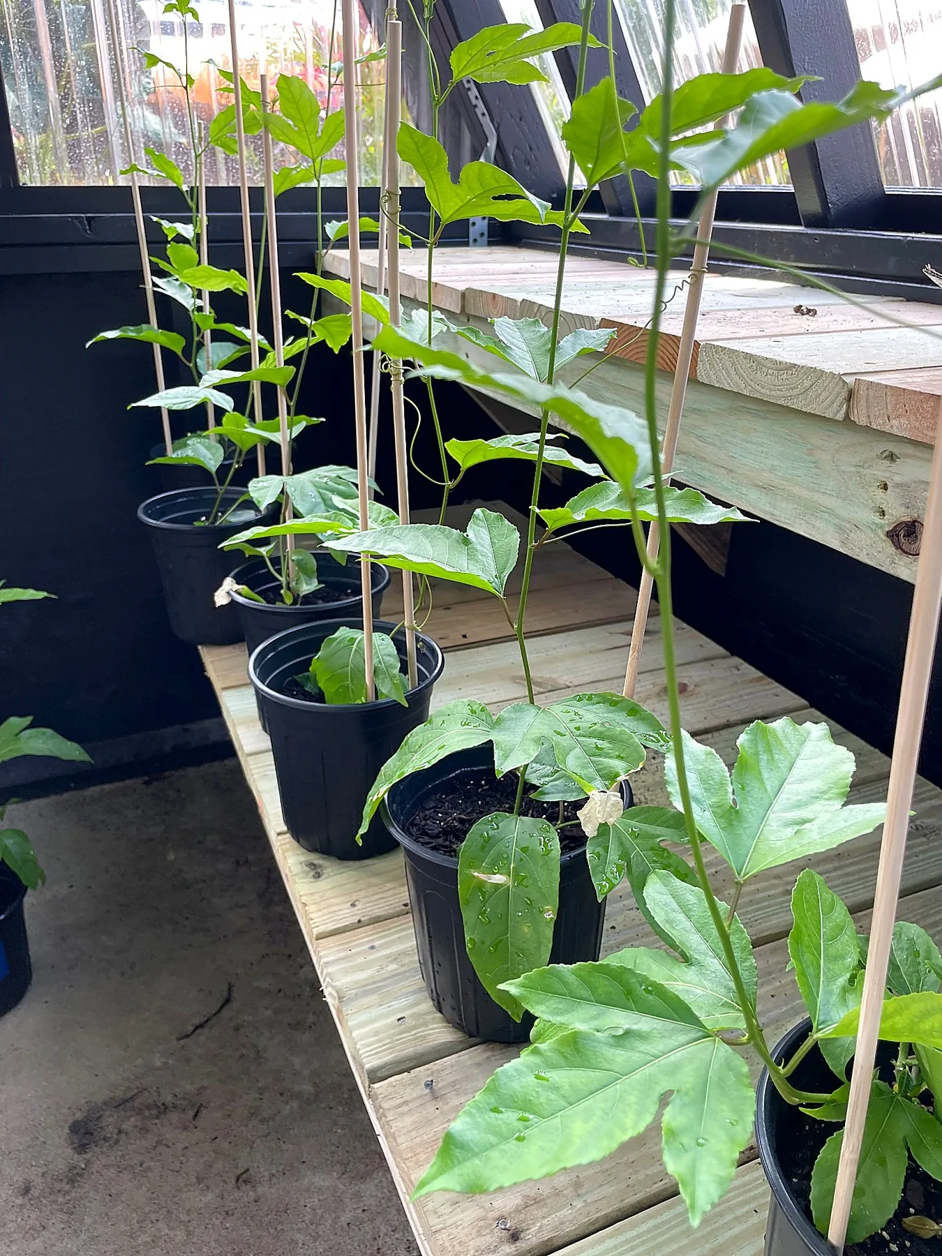 Greenhouse bench lined with healthy potted purple passion fruit vines for customers