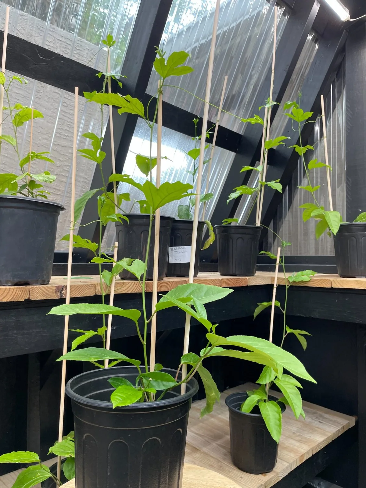Greenhouse bench with potted passion fruit plants growing on shelves
