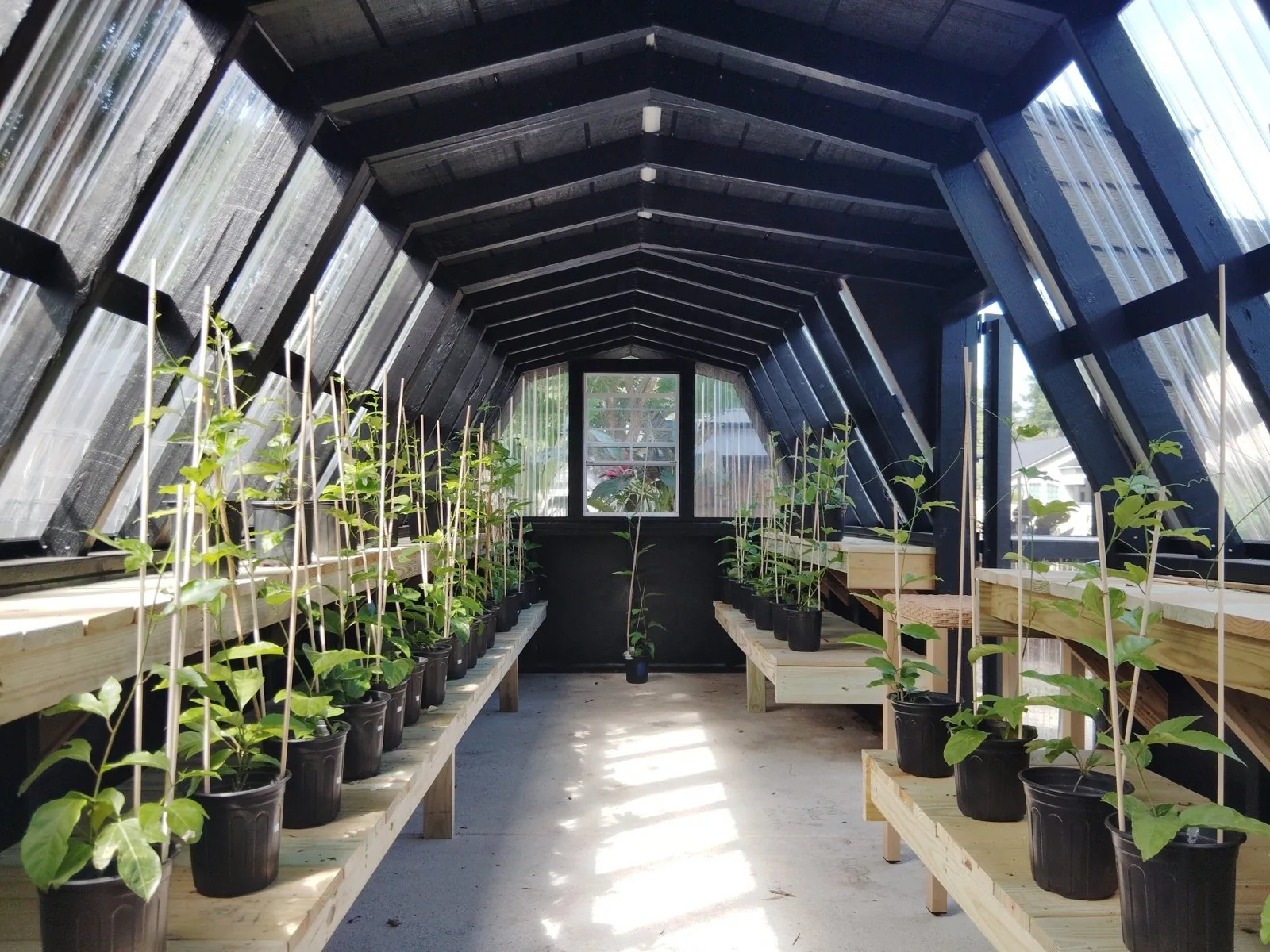 Inside John’s Passion Fruit Express greenhouse with greenhouse-grown purple passion fruit plants in Central Florida