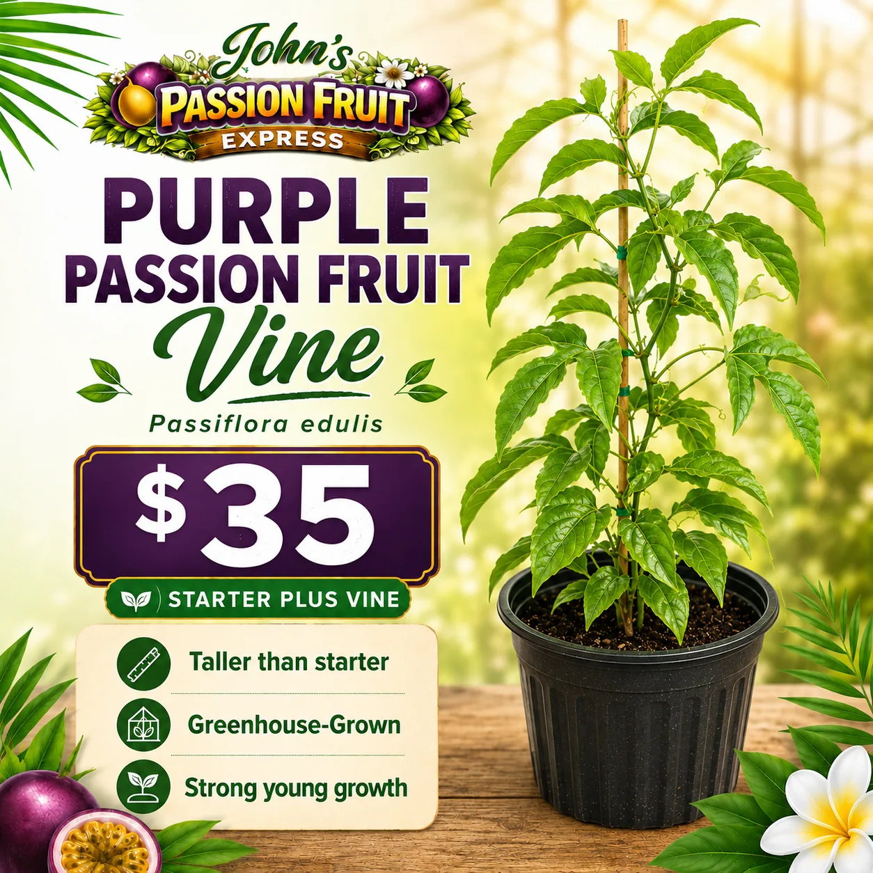 Actual greenhouse-grown starter passion fruit vine ready for pickup