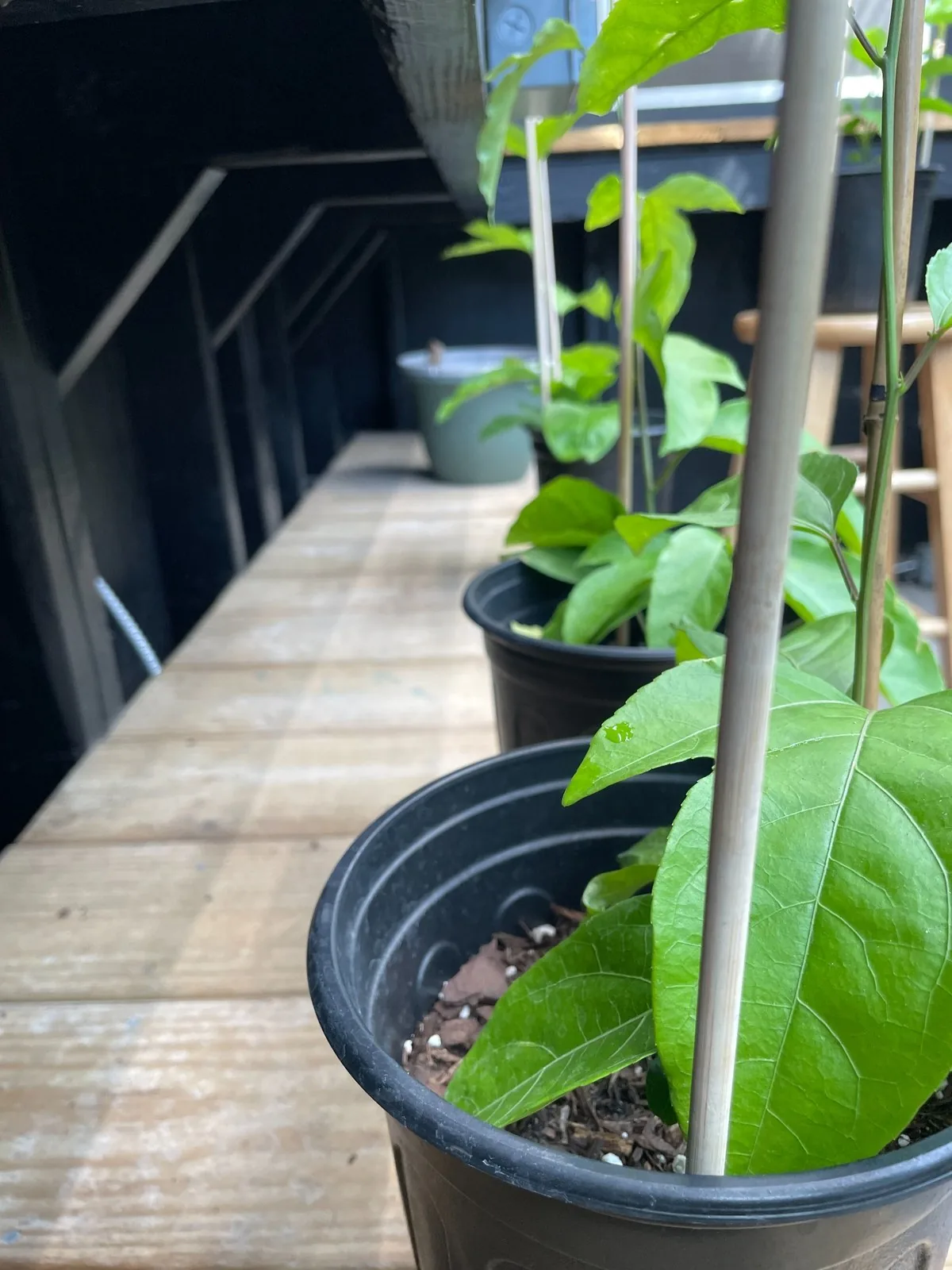 Several greenhouse-grown purple passion fruit plants lined up on a bench for local pickup or delivery