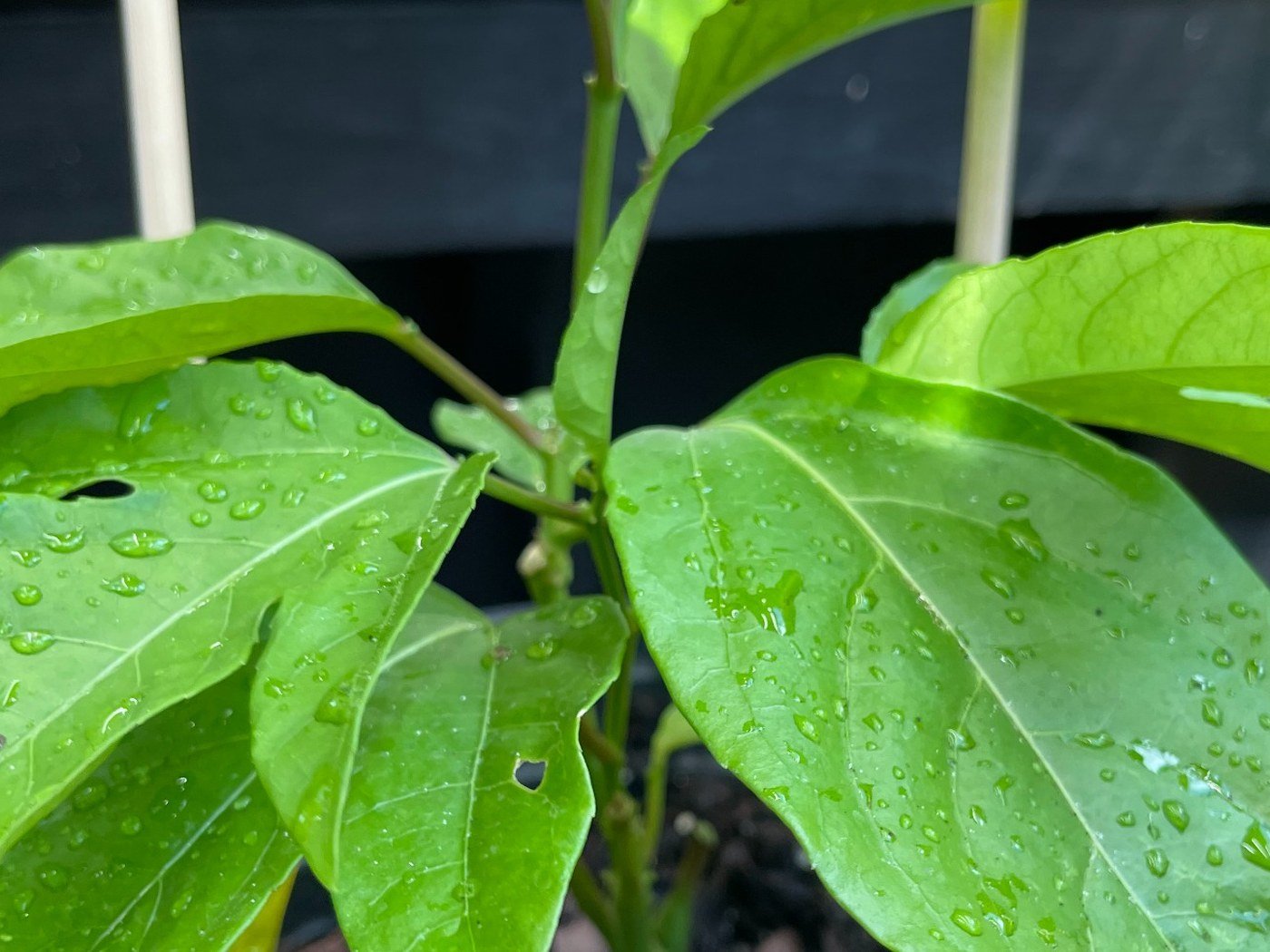 Healthy passion fruit leaf detail from vines grown in Florida